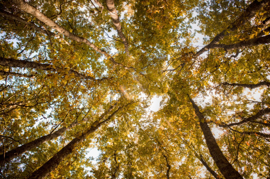 bottom-view-of-a-beech-forest.jpg