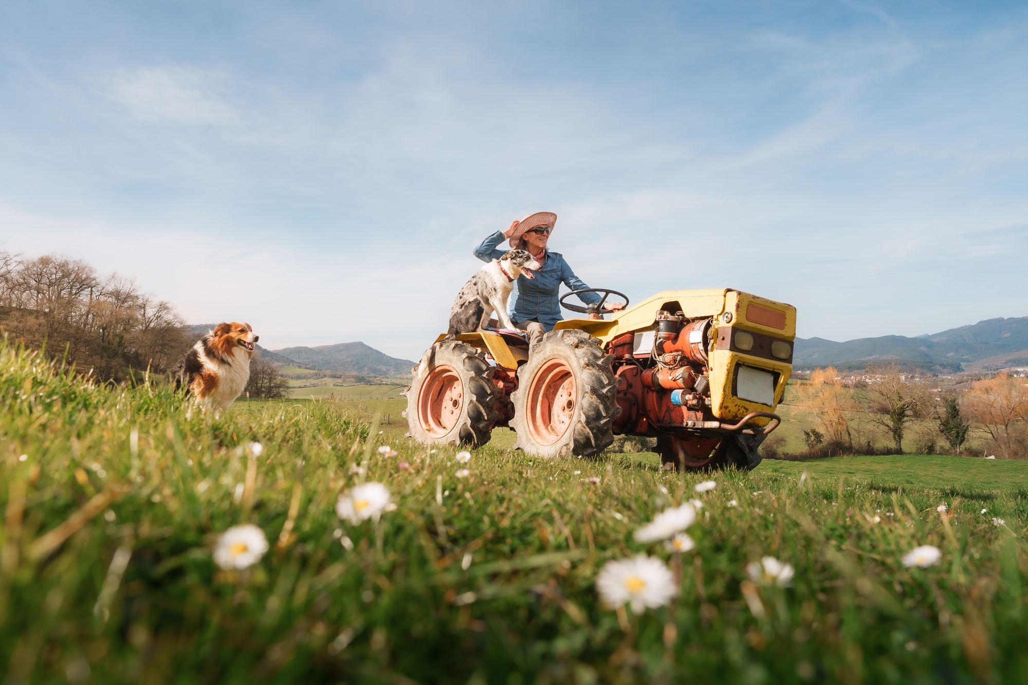 farmer-woman-driving-tractor-with-dogs-in-countryside-on-sunny-day.jpg