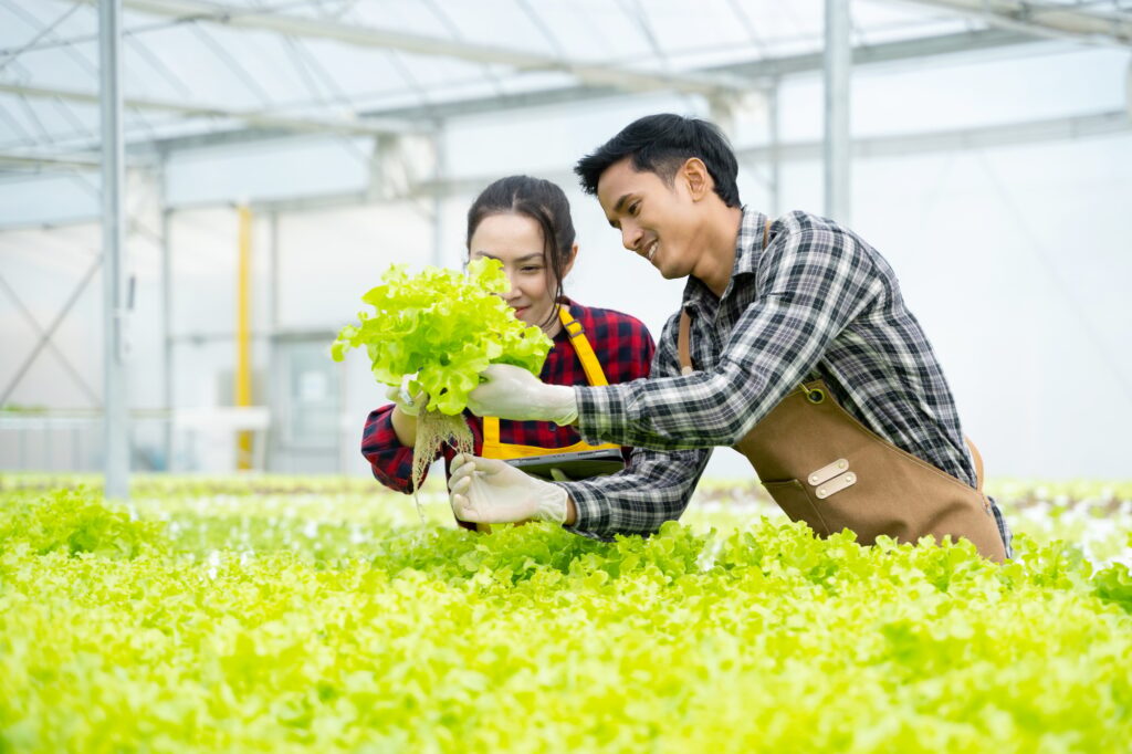 portrait-asian-old-man-with-vegetables-hydroponic-hydroponics-greenhouse-farm.jpg