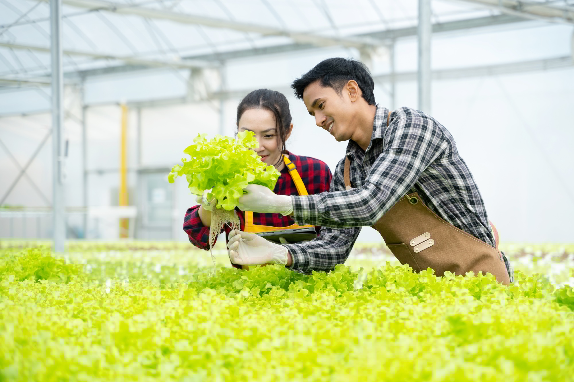 portrait-asian-old-man-with-vegetables-hydroponic-hydroponics-greenhouse-farm.jpg
