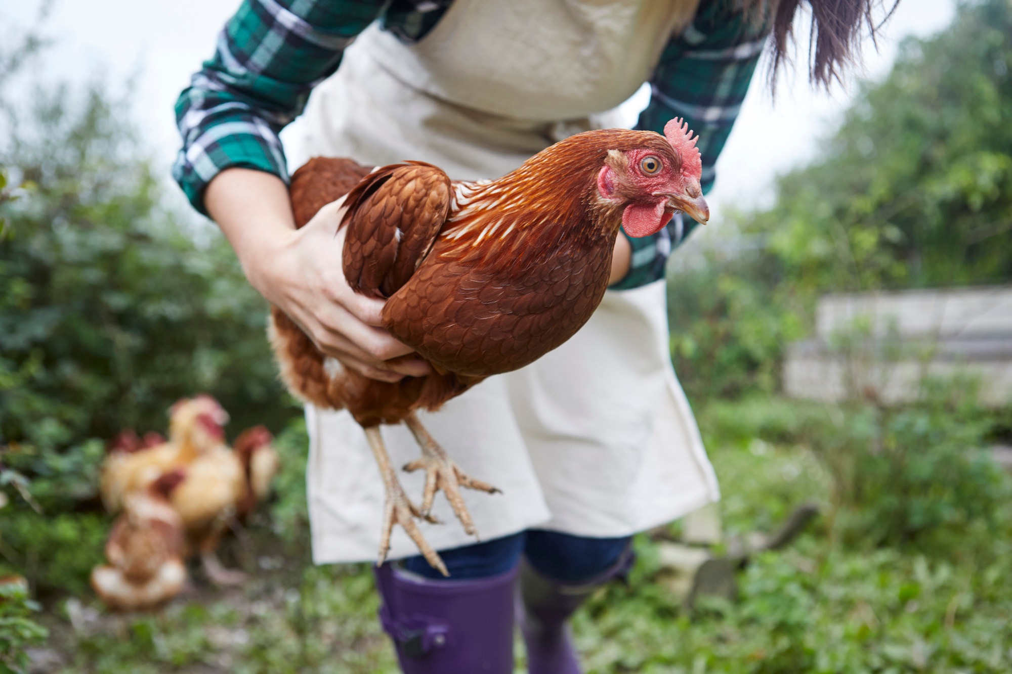 woman-on-chicken-farm-holding-chicken.jpg