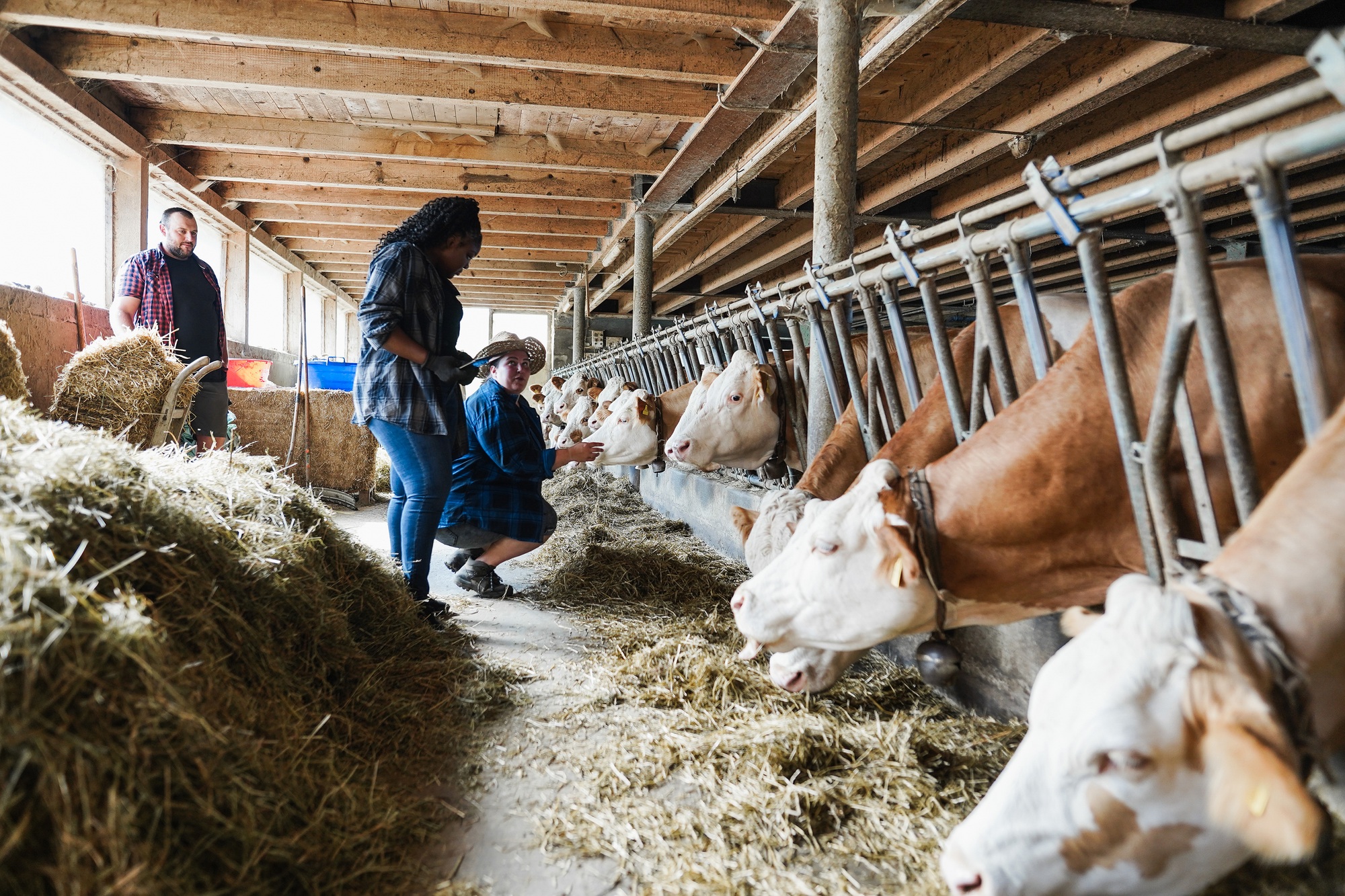 young-multiracial-farmer-people-working-together-inside-cowshed-focus-on-bottom-cows.jpg